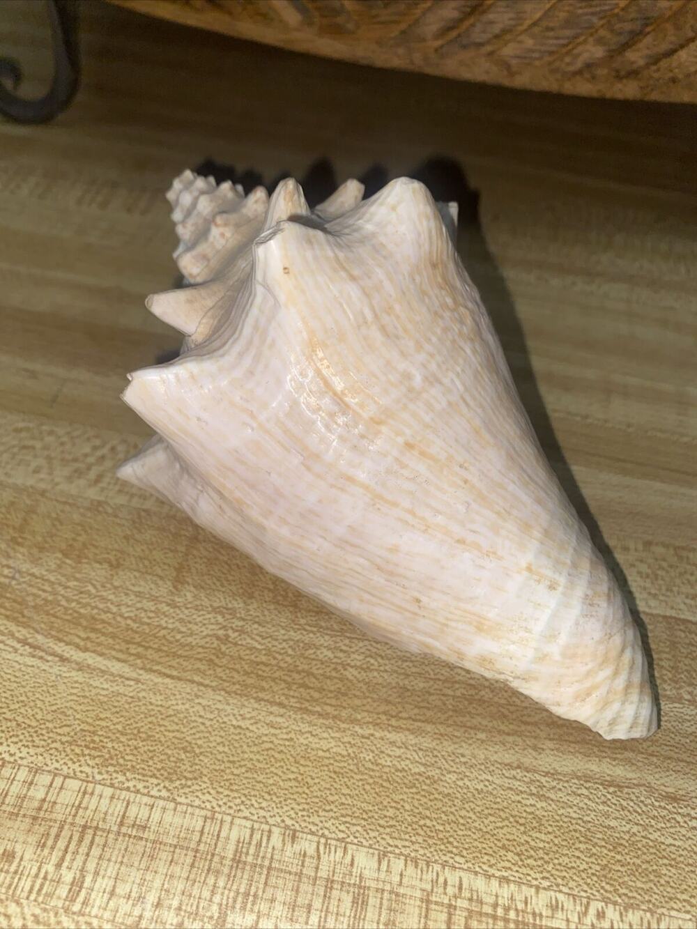 Genuine Natural Queen Conch Seashell Appx. 6” X 3.75” Nautical Ocean Pink